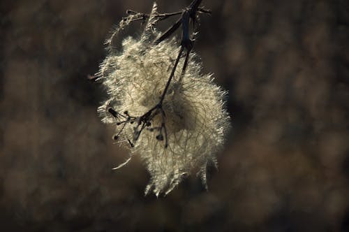 Základová fotografie zdarma na téma atmosféra, bavlna, bílá