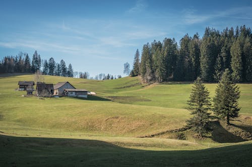 Imagine de stoc gratuită din arbori, clădiri, deal