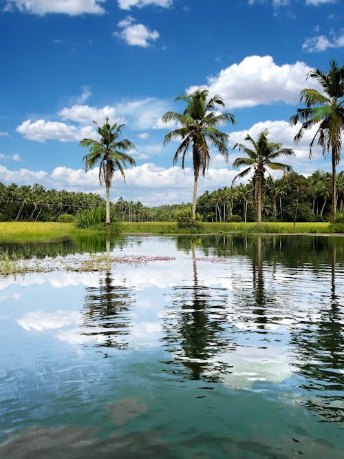 A lake with palm trees and water