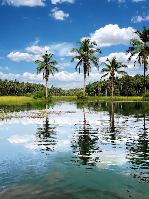 Palm Trees on Exotic Island