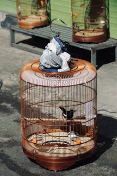A single bird in a cage placed on a sunlit urban sidewalk, showcasing urban wildlife.