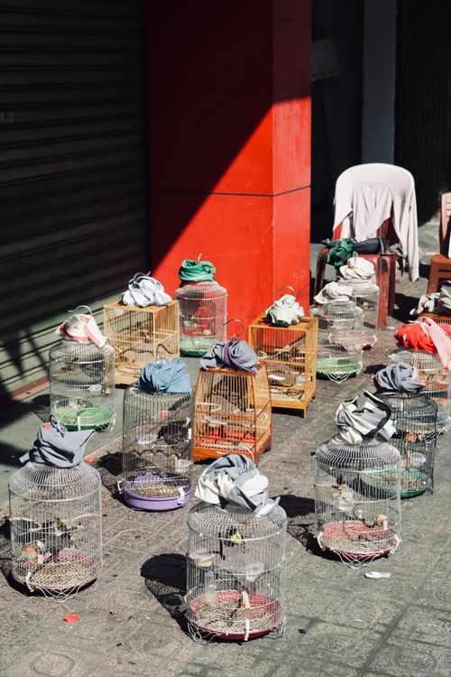 Free A street scene showcasing multiple birdcages on a sunny urban pavement. Stock Photo