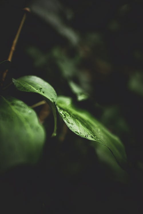 A close up of a green leaf with water droplets