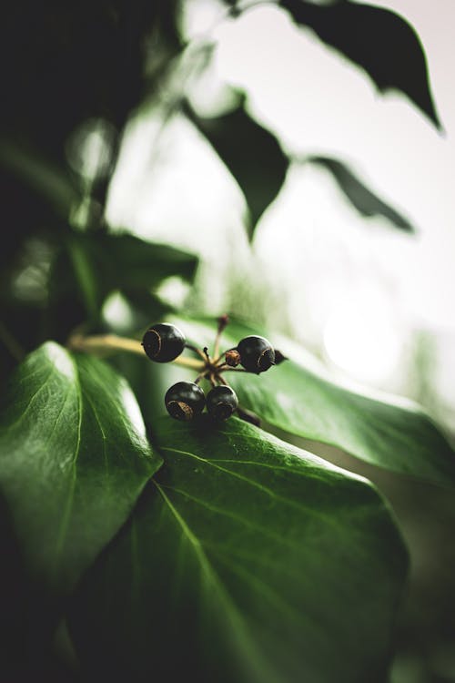 A close up of a black fruit on a green leaf