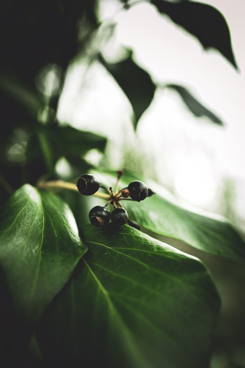 Free Vertical shot of fresh berries with lush green leaves, capturing natural beauty. Stock Photo