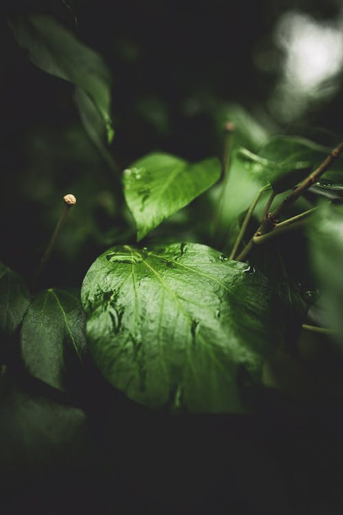 bereketli, bitki, bitki örtüsü içeren Ücretsiz stok fotoğraf