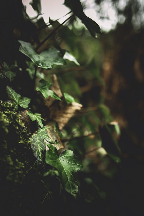 Darmowe zdjęcie z galerii z ciemny, liście, natura