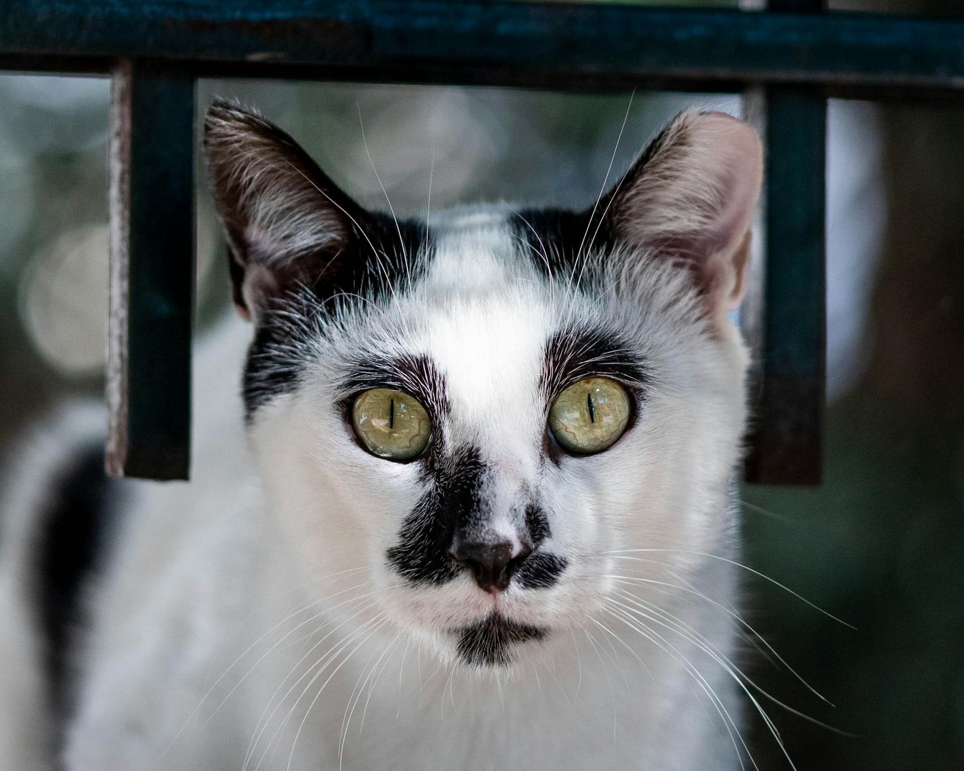 Portrait of a Black and White Cat