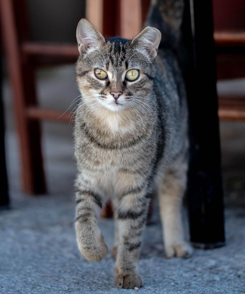 Low Resolution Cat Photos, Download The BEST Free Low Resolution Cat ...