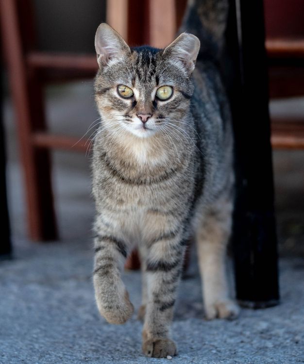 Portrait of a Gray Tabby Cat · Free Stock Photo