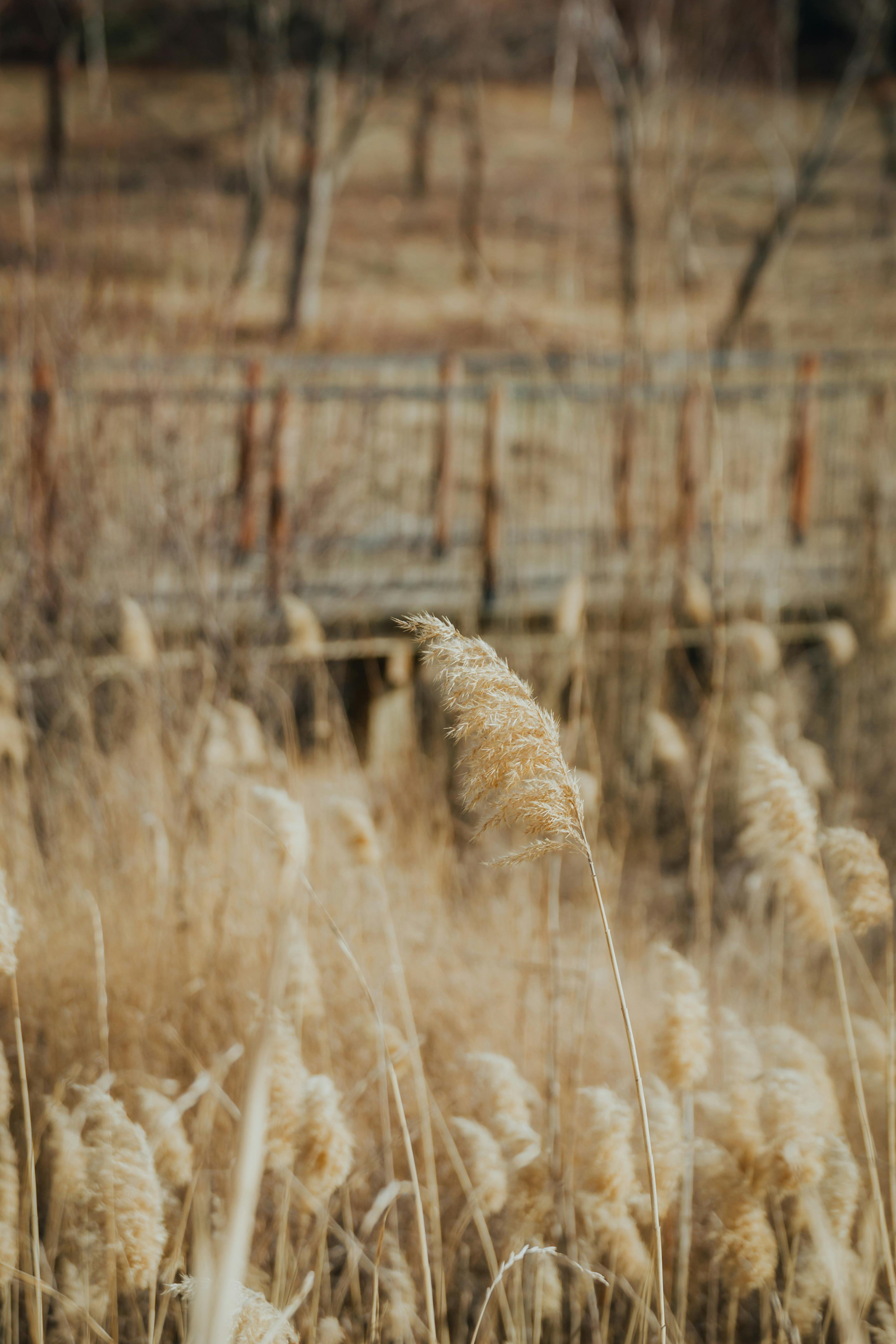 Wheat Field in Summer · Free Stock Photo