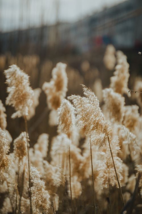 Free Close-up of golden tall grasses swaying gently in a rural field, capturing the essence of nature's tranquility. Stock Photo
