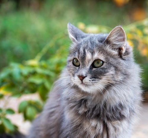 Portrait of Gray, Tabby Cat