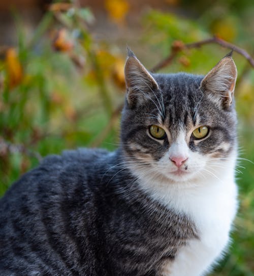 Portrait of Cat