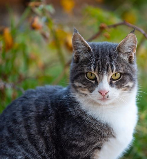 Free A captivating close-up of a tabby cat with bright eyes in a lush garden setting. Stock Photo