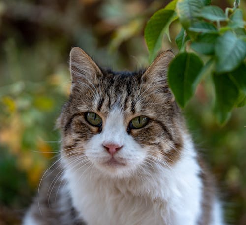 Foto profissional grátis de animal de estimação, bonitinho, doméstico