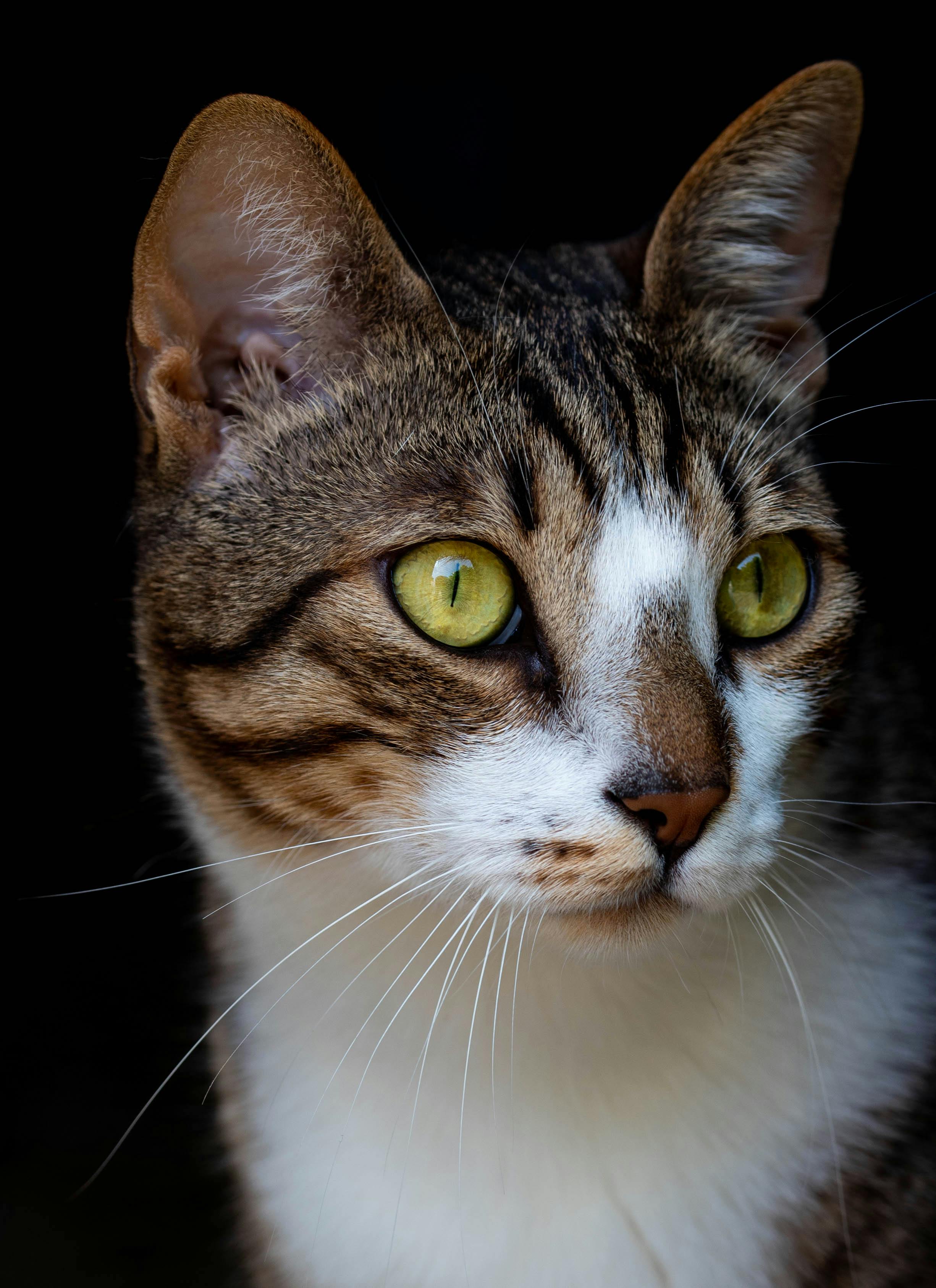 Detailed close-up portrait of a domestic tabby cat with green eyes and prominent whiskers.