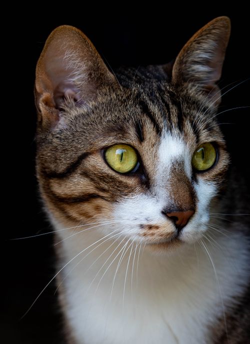 Free Detailed close-up portrait of a domestic tabby cat with green eyes and prominent whiskers. Stock Photo