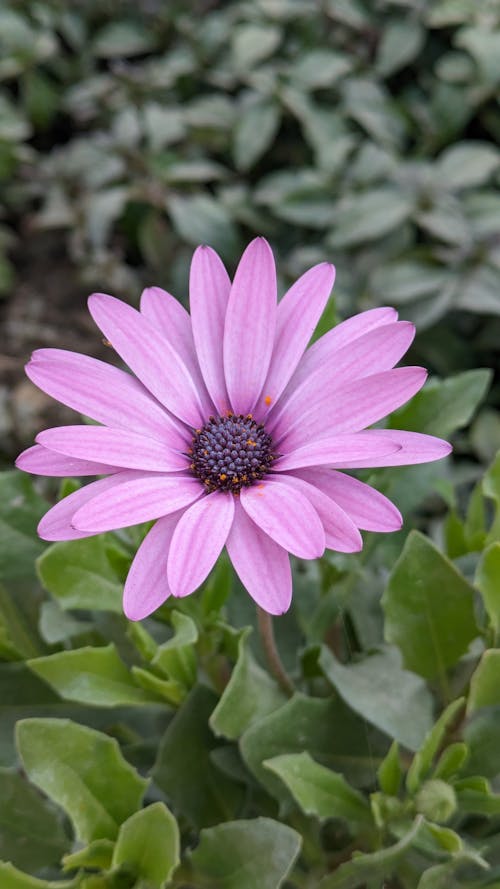A pink flower with green leaves in the middle