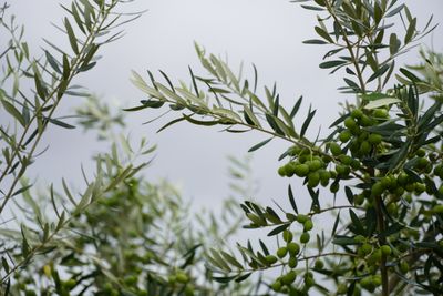 Rami di ulivo con olive