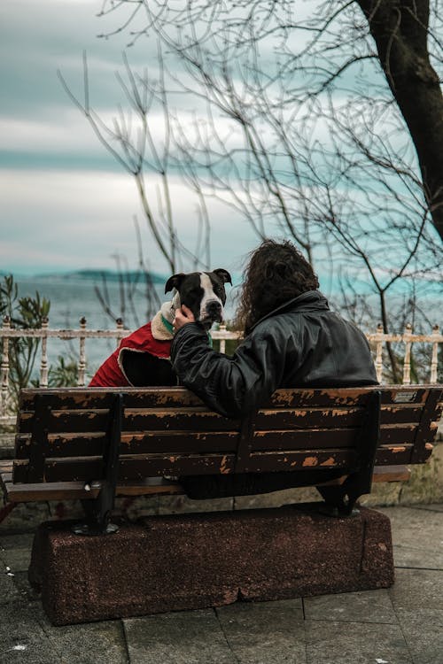 Gratis arkivbilde med benk, dyr, hund