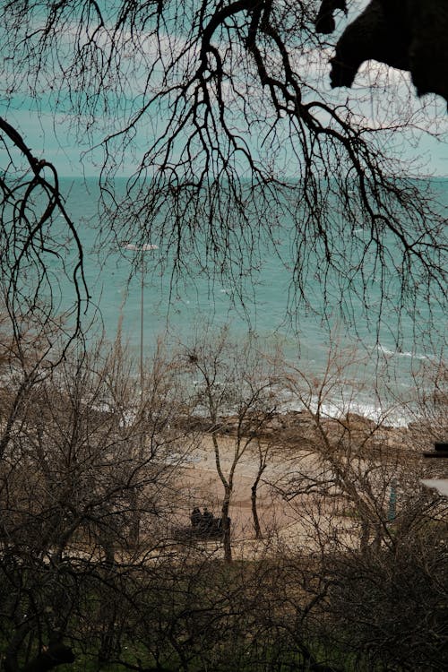 Fotobanka s bezplatnými fotkami na tému bezlistý, breh, horizont