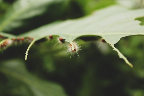 Kostenloses Stock Foto zu blatt, raupe, rot