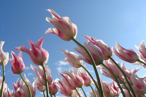 Pink-and-white Flowers