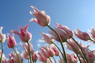 粉红色郁金香的特写映衬在清澈蓝天下，象征着春天的美丽