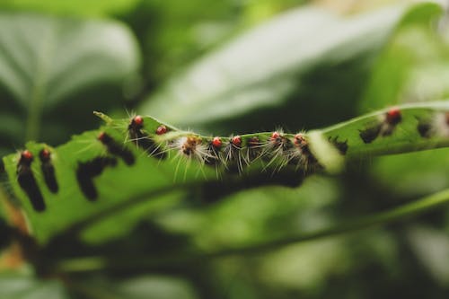 Kostenloses Stock Foto zu blatt, bugs, natur