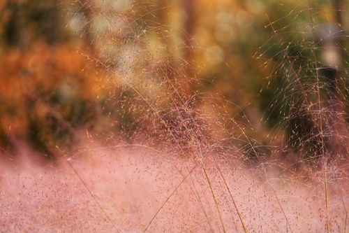 Free Delicate autumn grass lit by warm sunlight with a dreamy bokeh background. Stock Photo