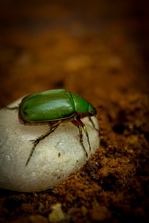 Imagine de stoc gratuită din automobil beetle, focalizare selectivă, fotografie cu animale sălbatice