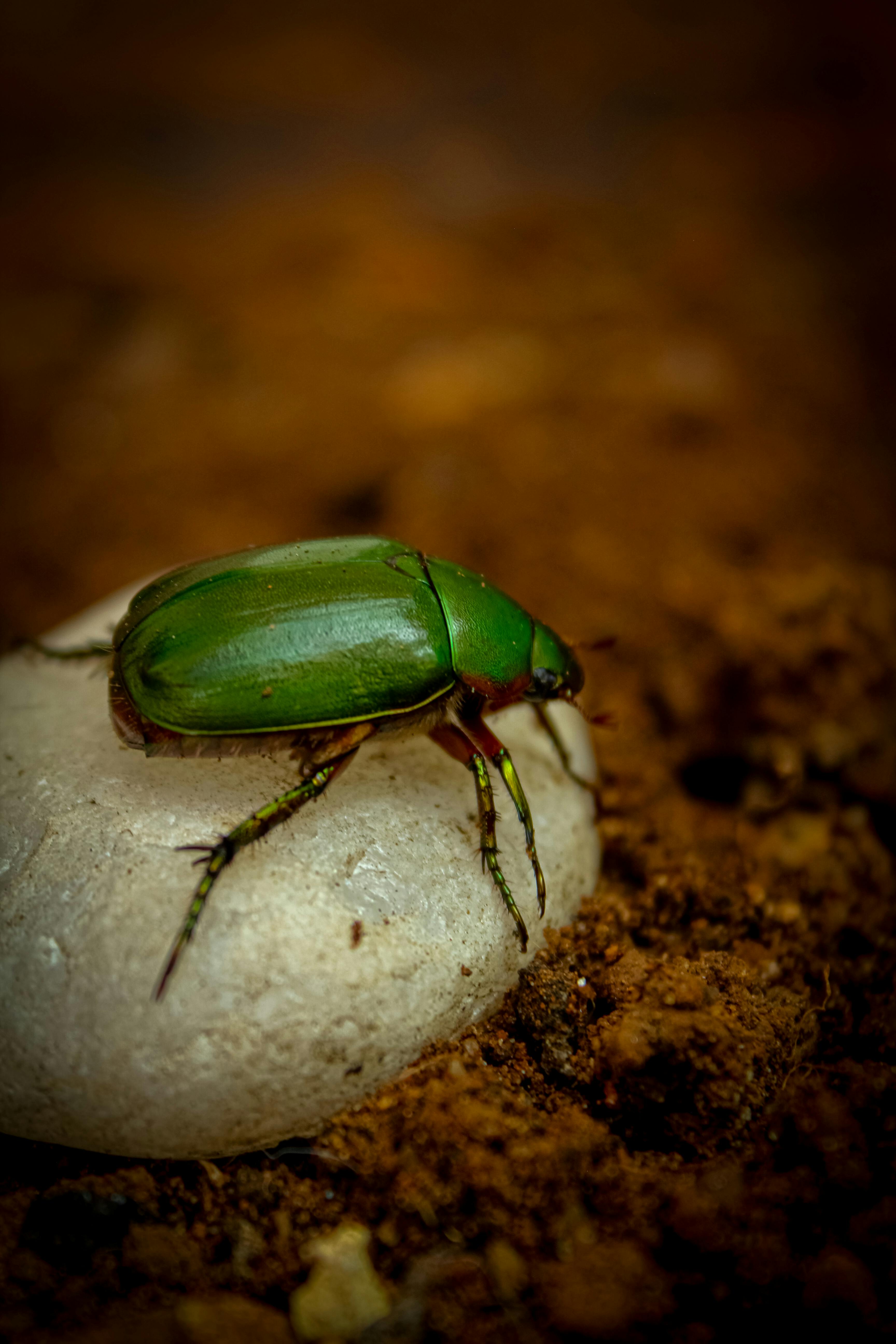 mimela splendens Japanese fruit beetle · Free Stock Photo
