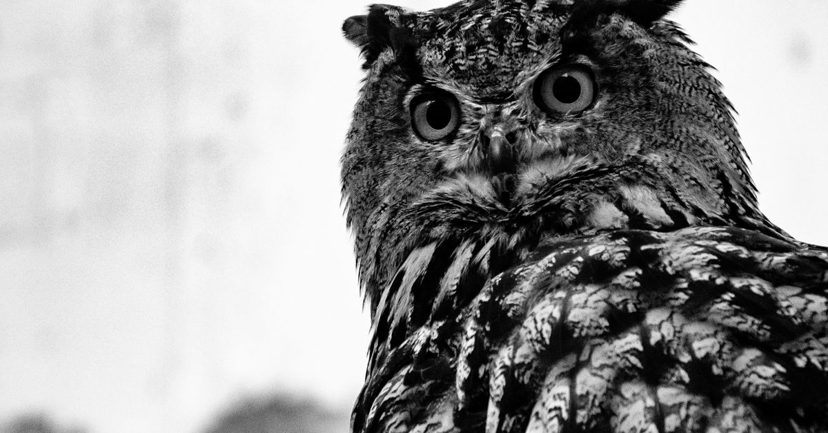 Los 10 animales con los sentidos más extremos del reino animal Los 10 animales con los sentidos más extremos del reino animal