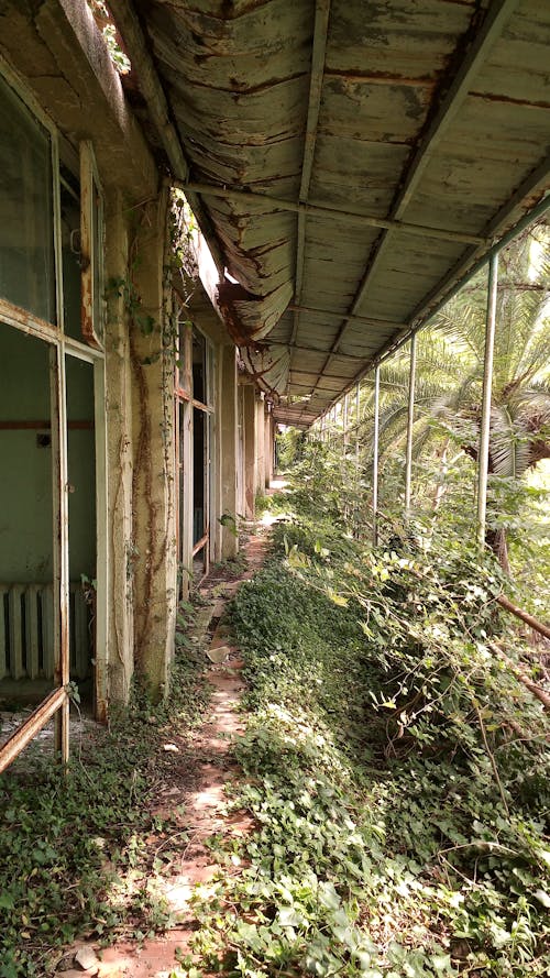 Photos gratuites de abandonné, abîmé, arbres