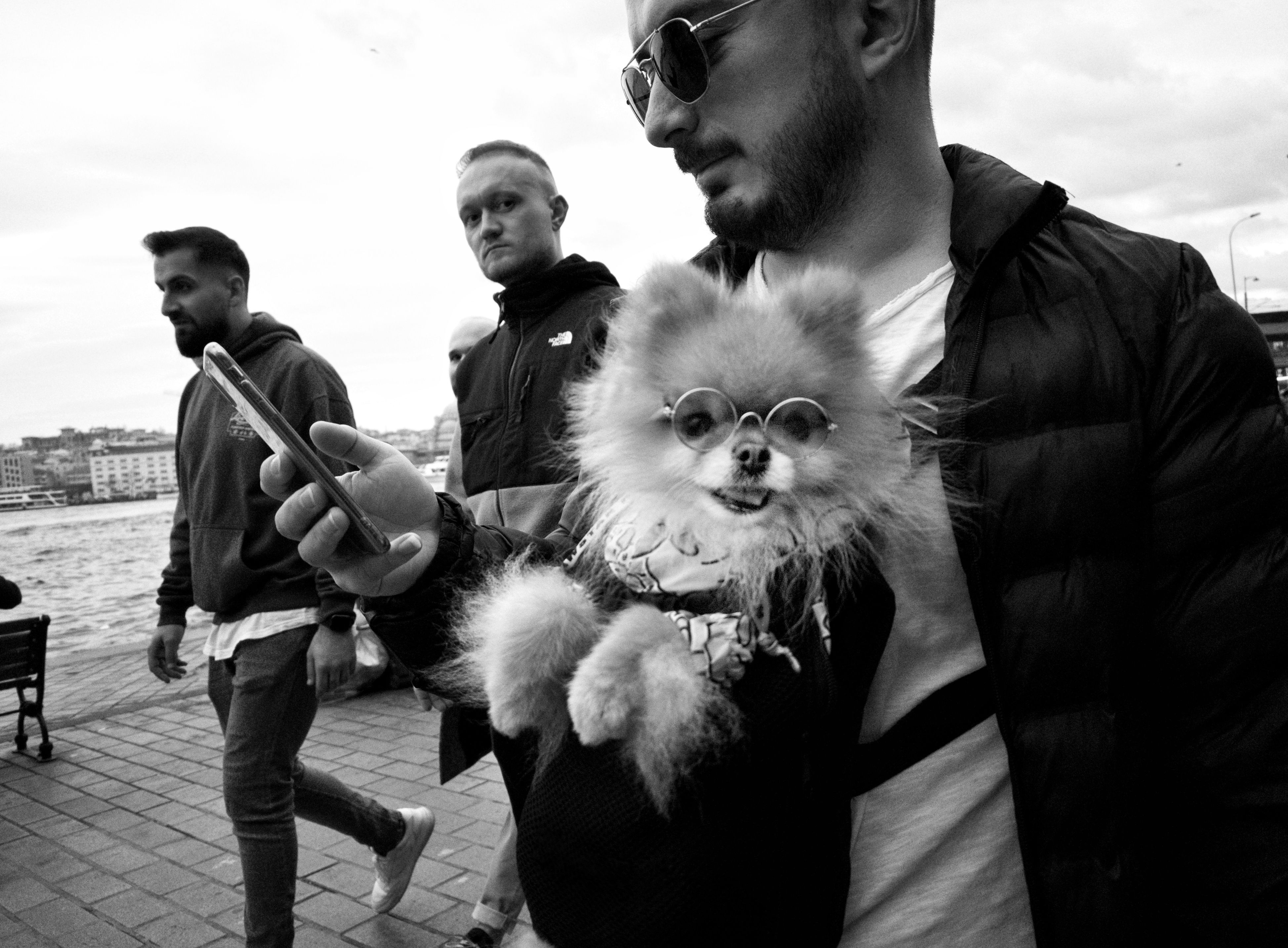 Dog Life Jacket Photos, Download The BEST Free Dog Life Jacket Stock