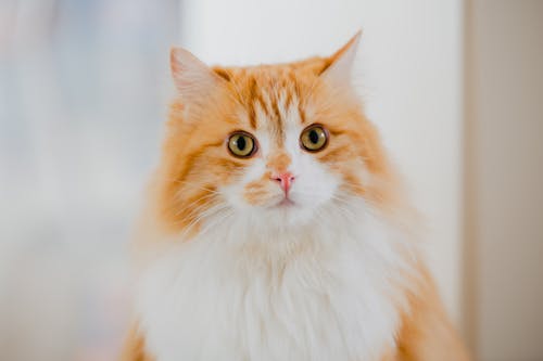 Close-up of a Ginger Cat