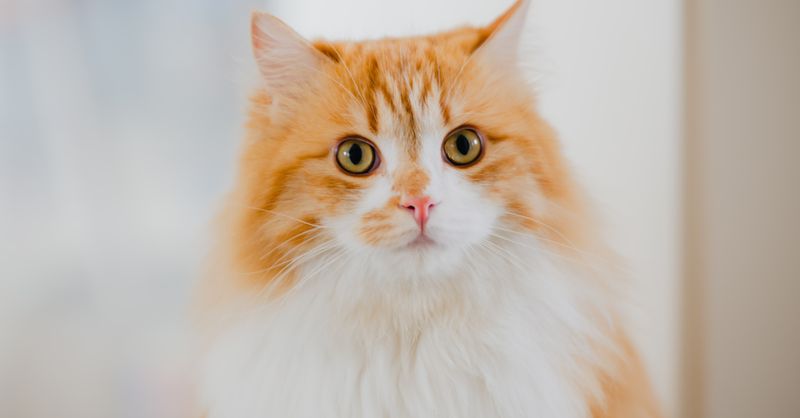 Chat Sans Poil : Guide Complet Races et Soins