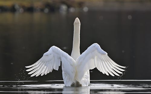 White Swan in Nature