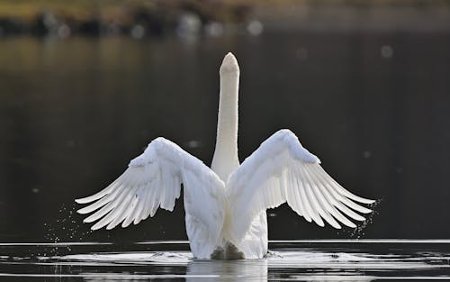 Darmowe zdjęcie z galerii z biały, fotografia przyrodnicza, fotografia zwierzęcia