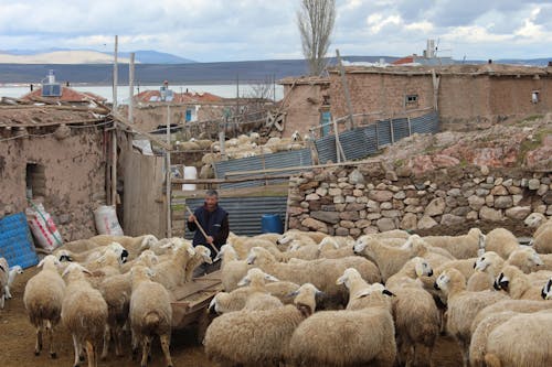 Farmer and Flock of Sheep on Farm