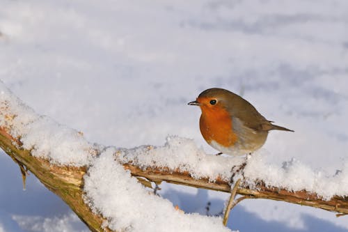 European Robin on Branch in Snow