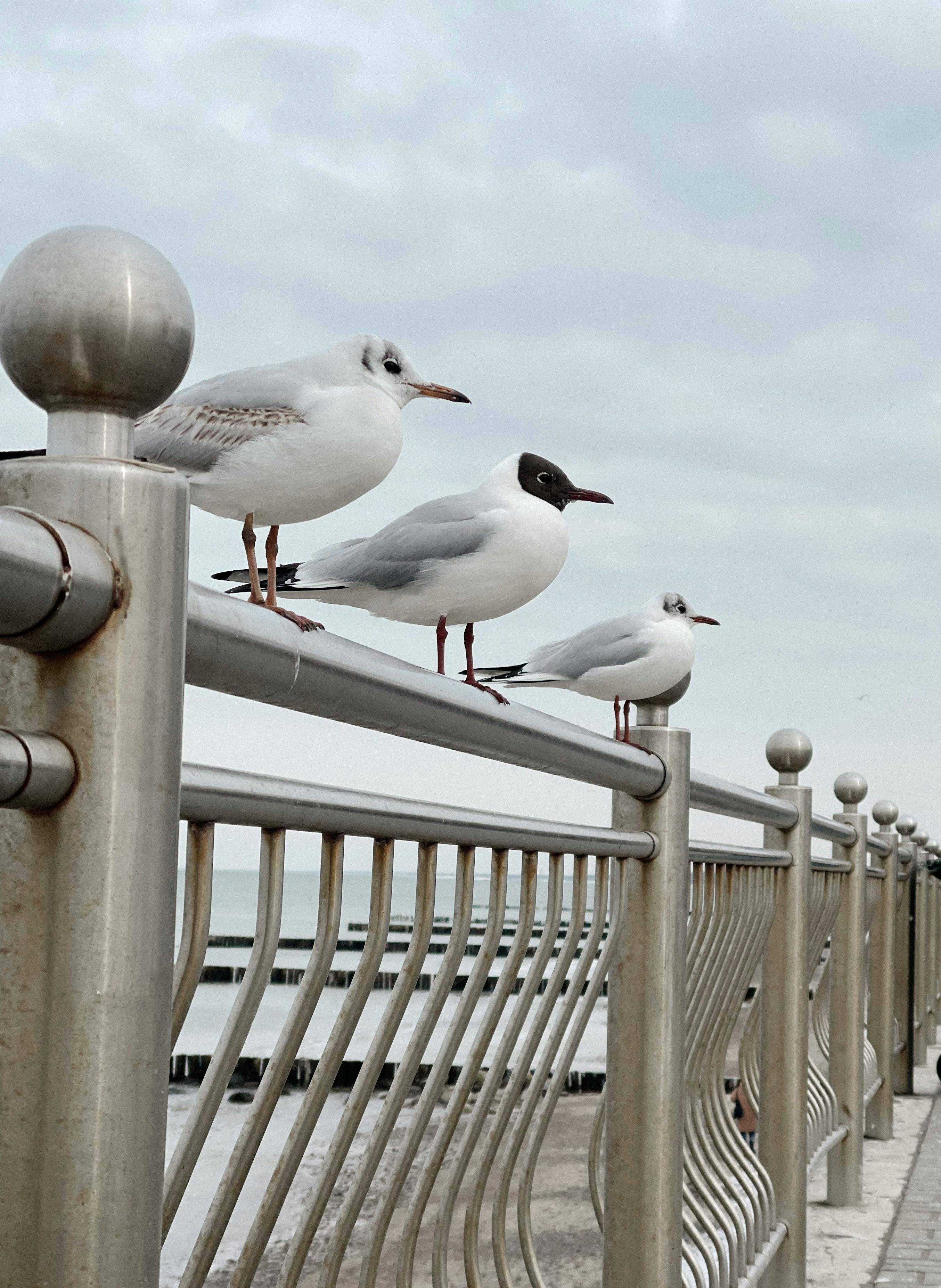 Three black-headed gulls perched on a railing in Zelenogradsk, Russia.