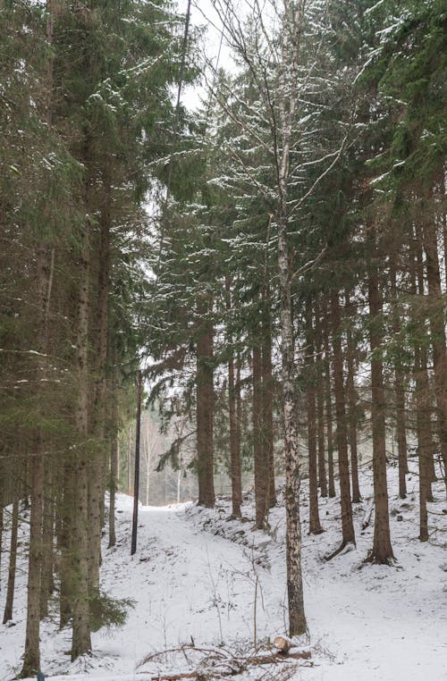 Coniferous Forest in Winter