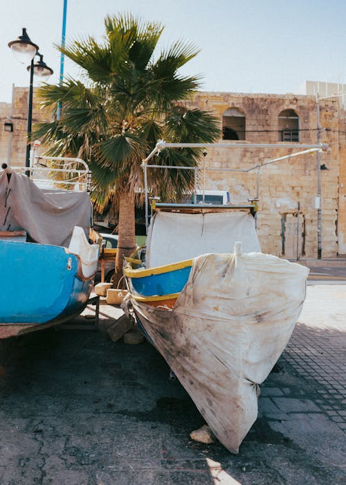 Základová fotografie zdarma na téma cestování, Malta, palma