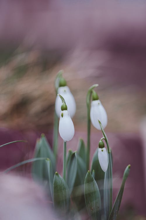 Kostnadsfri bild av anläggning, blommor, flora