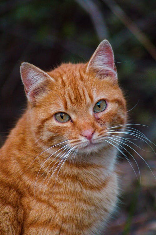 Close-up of a Ginger Cat 