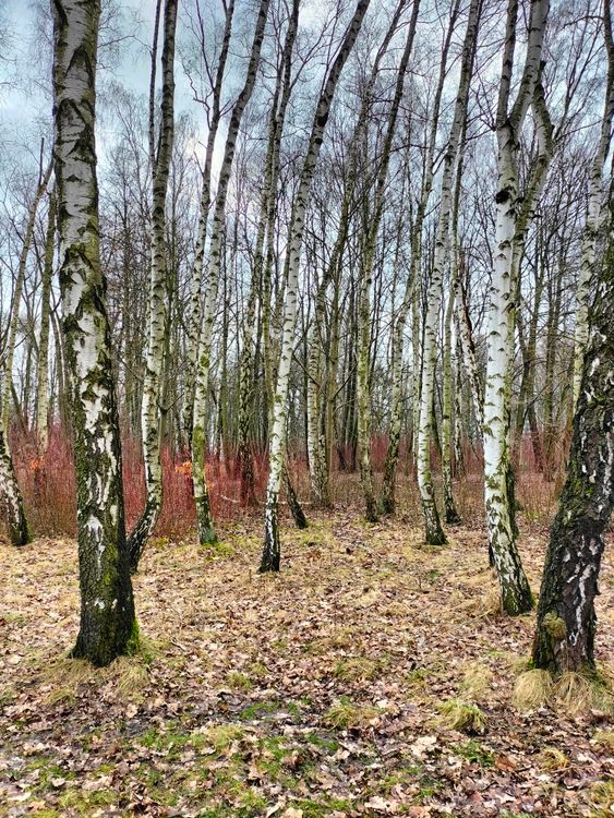 Birch Forest In Autumn · Free Stock Photo