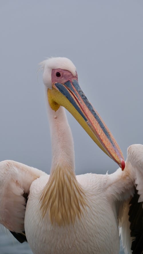 A pelican with a long beak