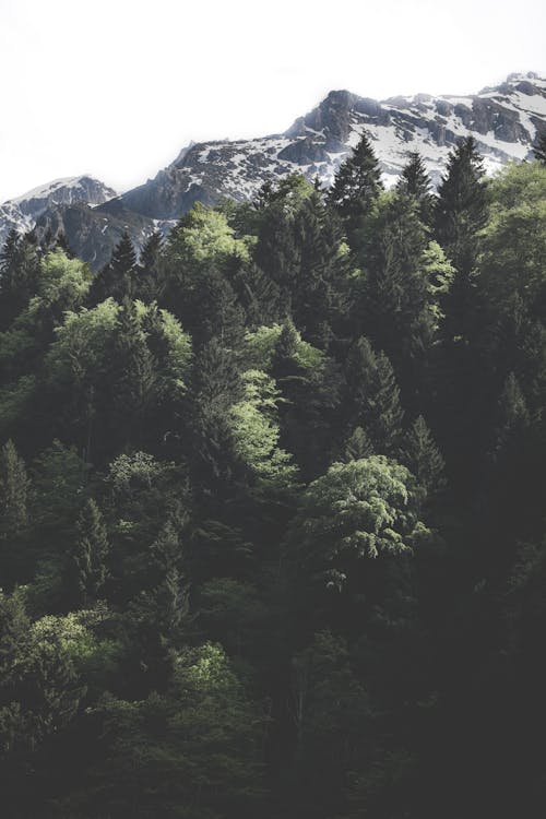 Kostenloses Stock Foto zu bäume, berge, berggipfel